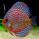 Discus Symphysodon red turquoise 2cm