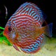 Symphysodon Red Turquoise 6cm  (7,5cm)