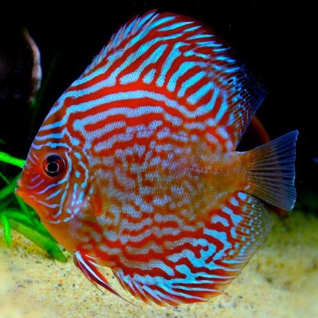Discus Symphysodon red turquoise 14cm
