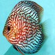 Discus Symphysodon red turquoise high body 10cm