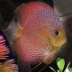 Discus Symphysodon red white snake skin 14cm