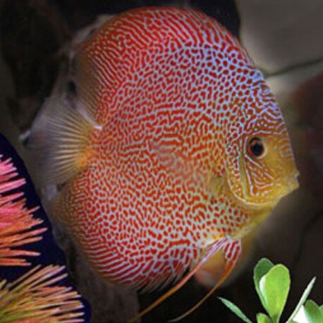 Discus Symphysodon red white snake skin 15cm