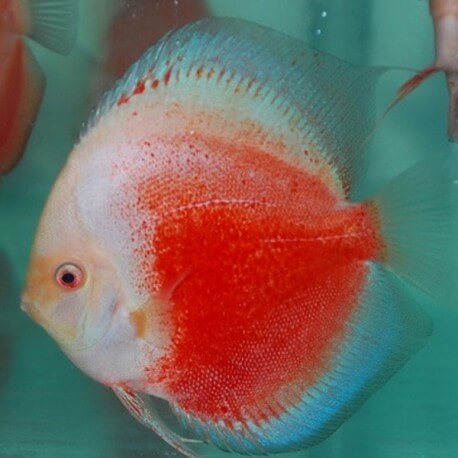 Discus Symphysodon red white snow 6cm