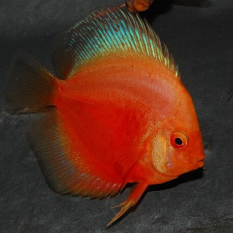 Discus Symphysodon rising sun 5cm