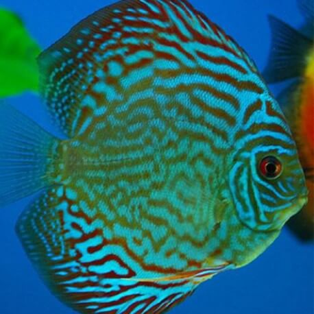 Discus Symphysodon royal blue 13cm