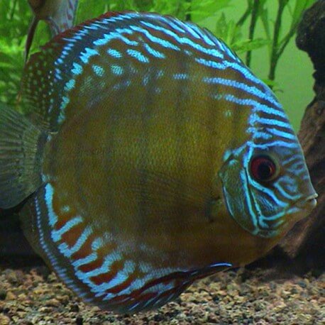 Discus Symphysodon royal blue rio purus 6cm