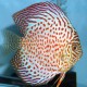 Discus Symphysodon ruby spotted Sélection Haute Qualité