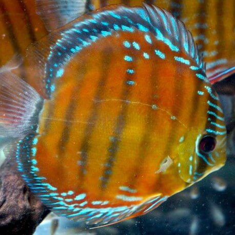 Discus Symphysodon santarem 6cm