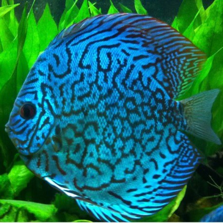 Discus Symphysodon snake skin 13cm