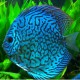 Discus Symphysodon snake skin 14cm