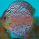 Discus Symphysodon snake skin red spotted 5cm