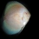 Discus Symphysodon snow white leopard 6,5-7cm