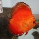 Discus Symphysodon super red marlboro 4cm