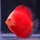 Discus Symphysodon tomato red 5cm