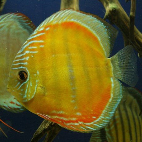 Discus Symphysodon wild yellow 15-18cm