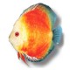 Symphysodon yellow face red marl 7cm  (9cm)