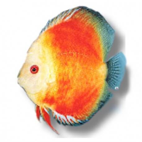 Symphysodon yellow face red marl 8cm  (10cm)