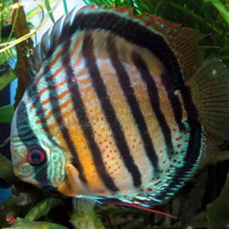 Discus Symphysodon aeguifasciatus red spotted wild 8cm