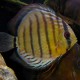 Discus Symphysodon aequifasciatus Rio Putumayo 12-15cm