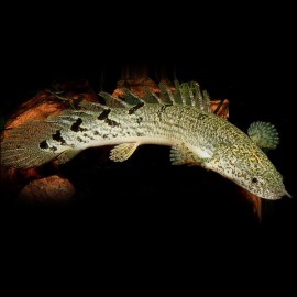 Polypterus delhezi 7 - 10 cm