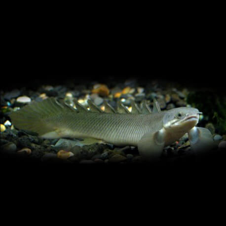 Polypterus senegalus 6 cm