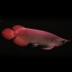 Scleropages formosus Banjar red 10-15cm avec permis CITES
