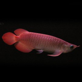 Scleropages formosus Banjar red 15-20cm avec permis CITES