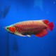 Scleropages formosus super mitra red 10-15cm avec permis CITES