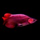 Scleropages formosus violet fusion super red 15-20 cm