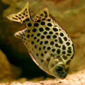 Scatophagus argus red 6 - 8 cm