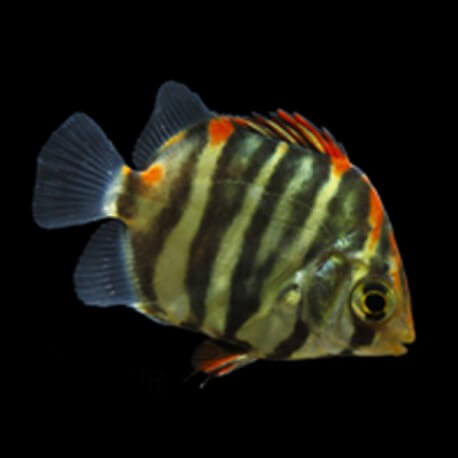 Scatophagus argus red 3 - 4 cm