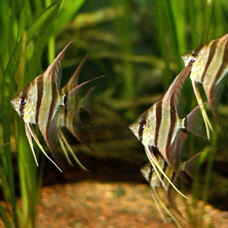 Pterophyllum altum (Orinoco) 4 - 5 cm