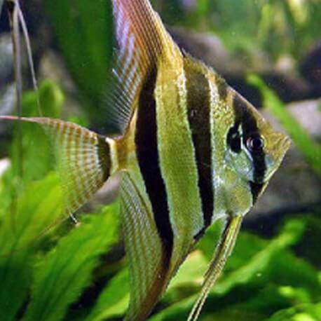 Pterophyllum altum - peruensis 1,5 - 2 cm