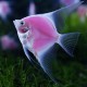 Pterophyllum scalaire pink diamond L