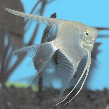 Pterophyllum scalaire albinos diamond 3-3,5cm