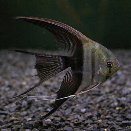 Pterophyllum scalare bicolor l.f. 3 - 3,5 cm