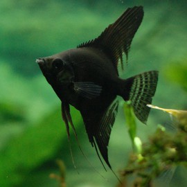 Pterophyllum scalare black XL (6 - 7 cm)