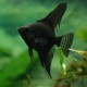 Pterophyllum scalare black 4 - 5 cm