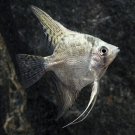 Pterophyllum scalare california L (5,5 - 6 cm)