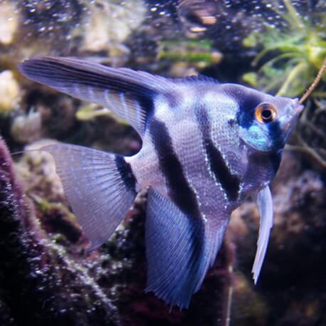 Pterophyllum scalare common blue L (5,5 - 6 cm)