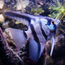 Pterophyllum scalare common blue 4 - 5 cm