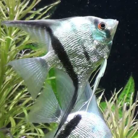 Pterophyllum scalare diamond L (5,5 - 6 cm)