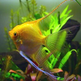 Pterophyllum scalare gold L (5,5 - 6 cm)