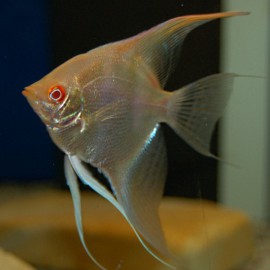 Pterophyllum scalare gold albino 3 - 3,5 cm