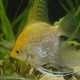 Pterophyllum scalaire gold diamand 1,5-2cm