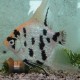 Pterophyllum scalare koi diamond L (5,5 - 6 cm)