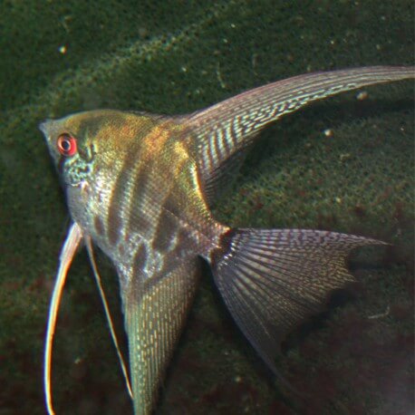 Pterophyllum scalare leopard l.f. 5 - 5,5 cm