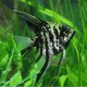 Pterophyllum scalare marble XL (6 - 7 cm)