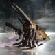 Pterophyllum scalaire marble diamand 4-5cm