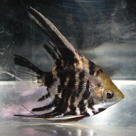 Pterophyllum scalaire marble diamand 4-5cm